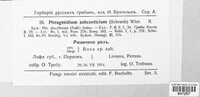 Phragmidium mucronatum image